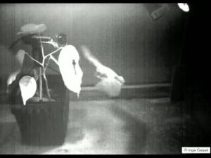Watch This Bat Pounce On Its Prey in Infrared Slow Motion
