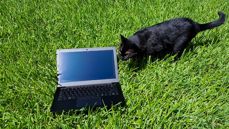 The cat digs it. (Image: Dell Cameron/Gizmodo)