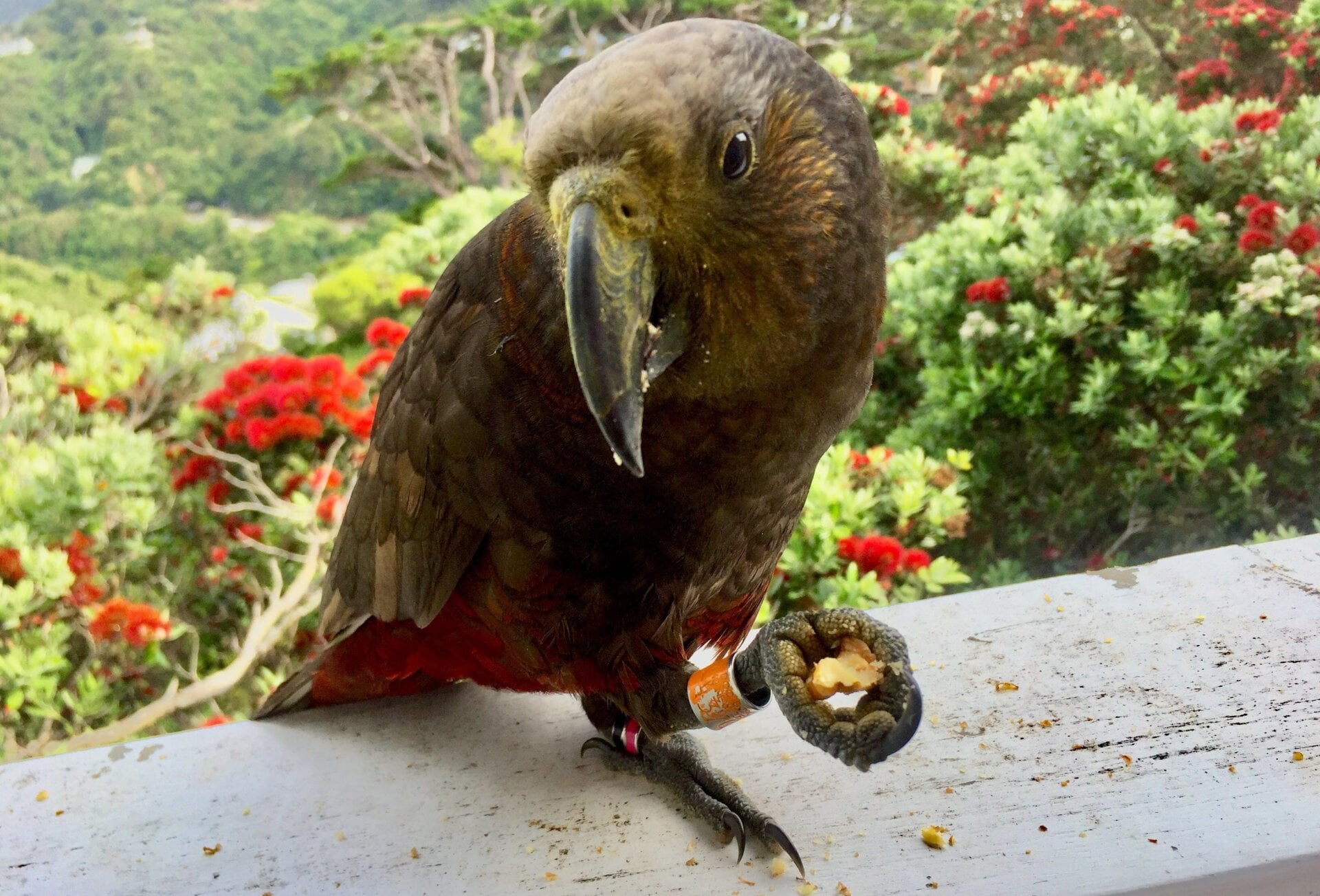 A Kaka parrot that frequents my mom’s balcony in Wellington, New Zealand. Image: Kristen V. Brown