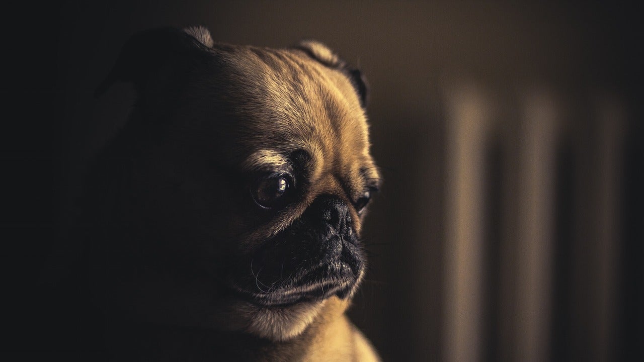 There’s no reason to keep your dogs unvaccinated over fears of “canine autism.”