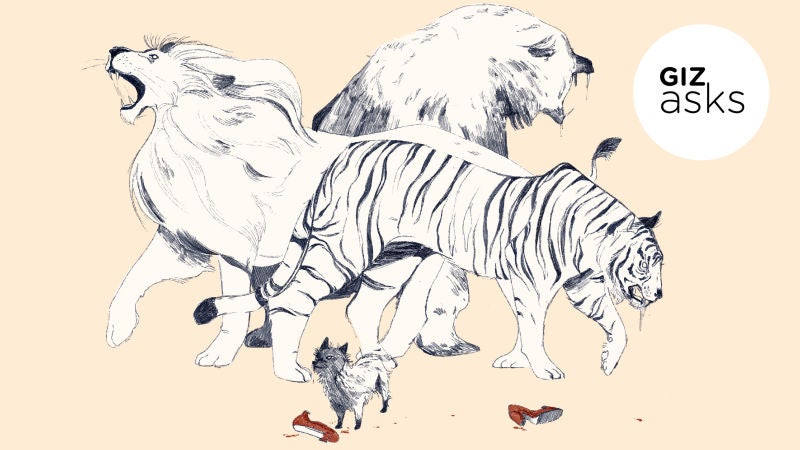 Illustration: Chelsea Beck