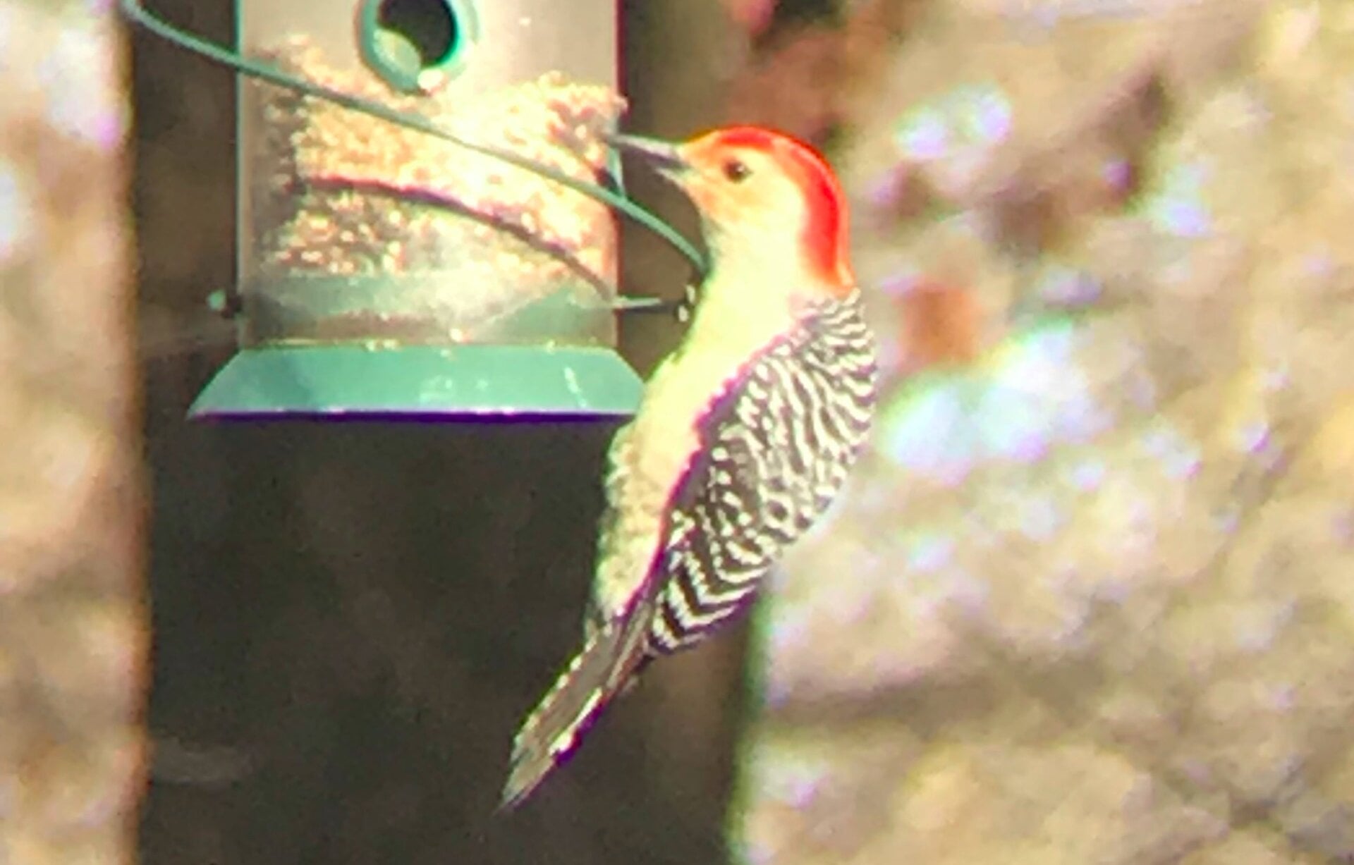 Photo: Ryan F. Mandelbaum