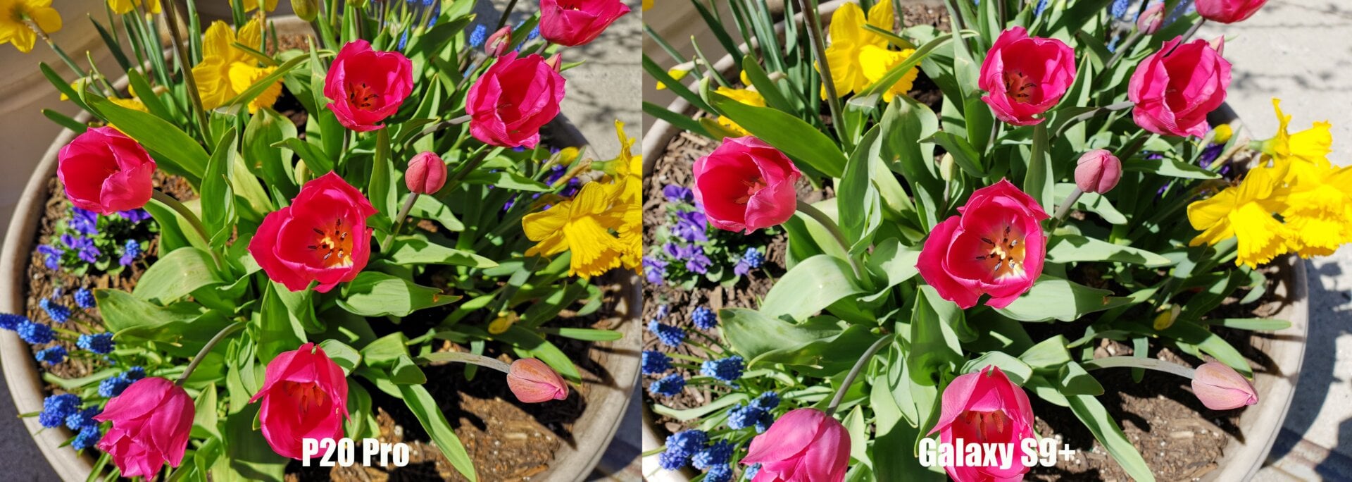 If you don’t step in and stop the AI, the P20 Pro camera can sometimes get a little too bold.