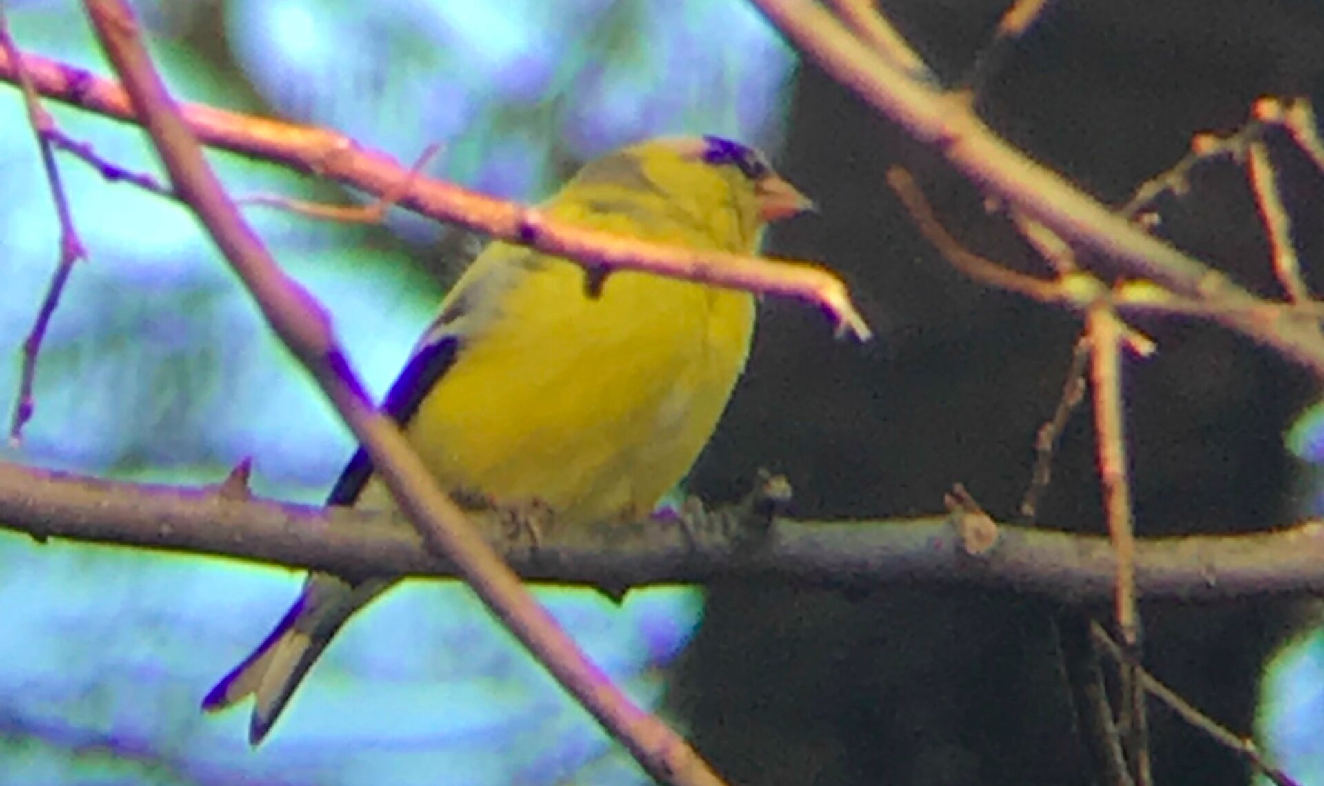 Photo: Ryan F. Mandelbaum