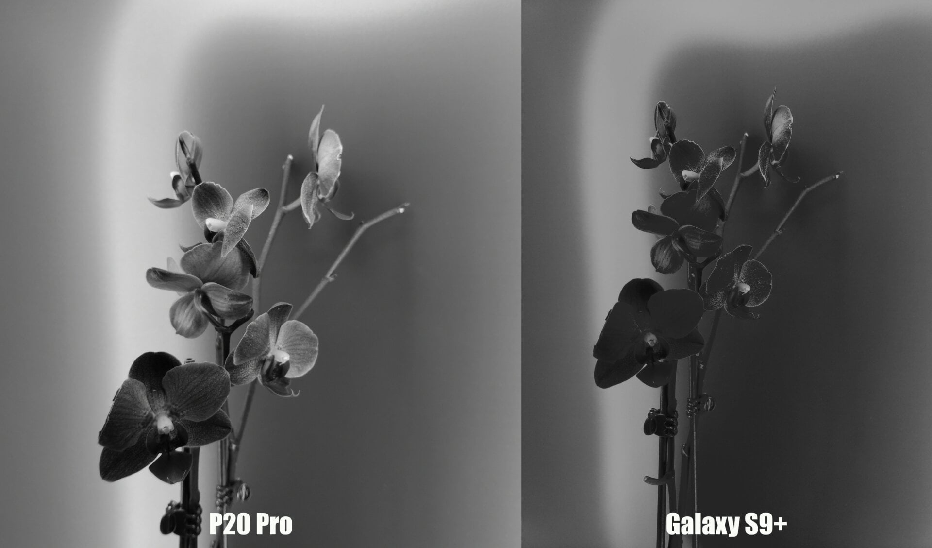 In a contest of black-and-white shots, the P20 Pro wins hands down. (Click to see full resolution.)