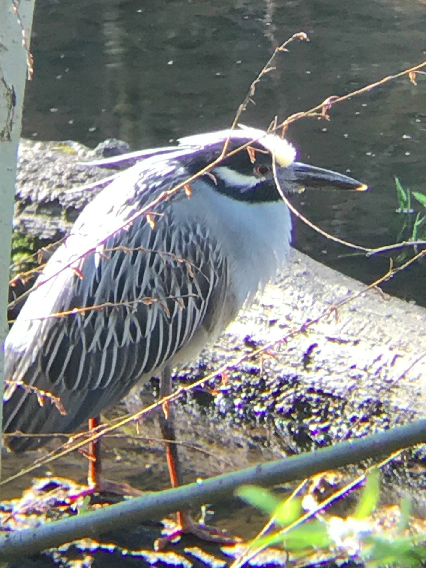 Photo: Ryan F. Mandelbaum