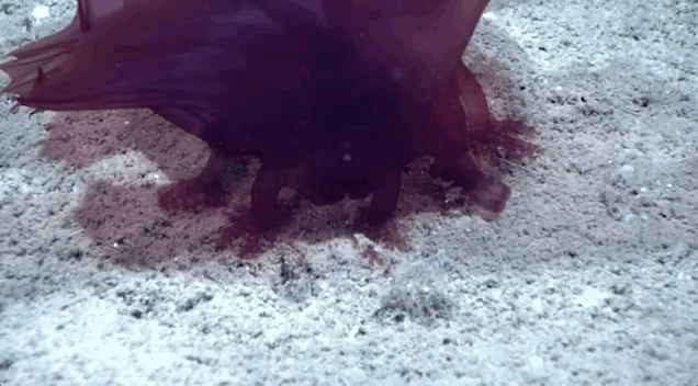 Gif: Brian Kahn/NOAA Office of Ocean Exploration and Research, Gulf of Mexico 2018