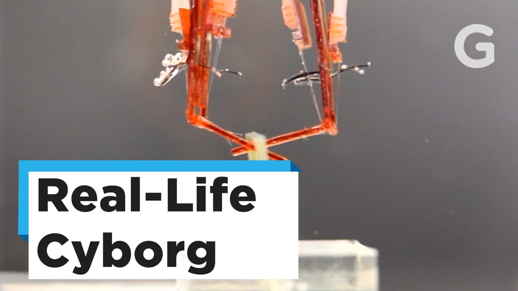 Truly Cyborg Fingers Combine Robotics With Living Cells