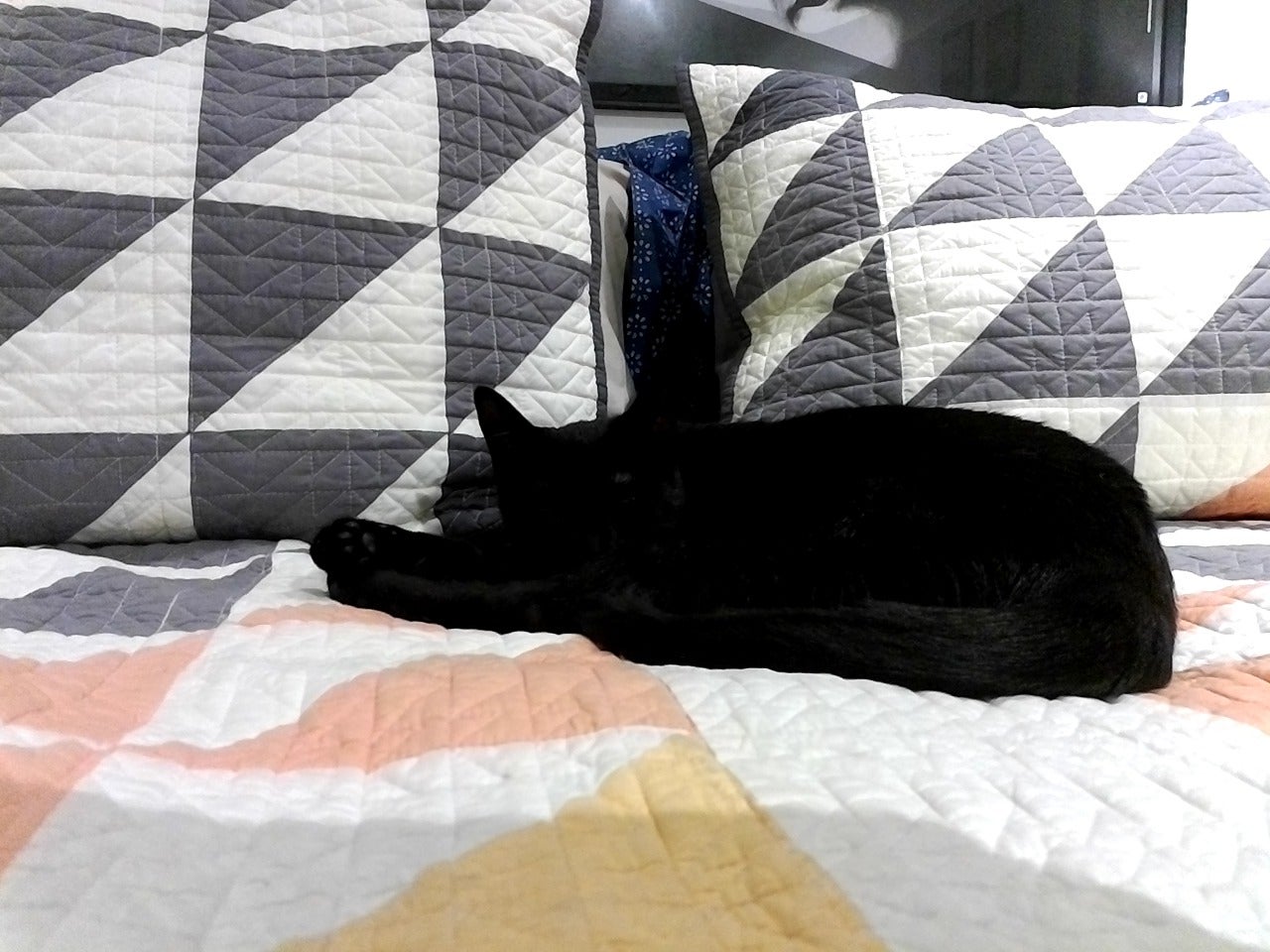 The photo is blurry like the camera is smudged, all the detail is lost from the cat’s fur, and parts of the image are totally blown out. Yikes.