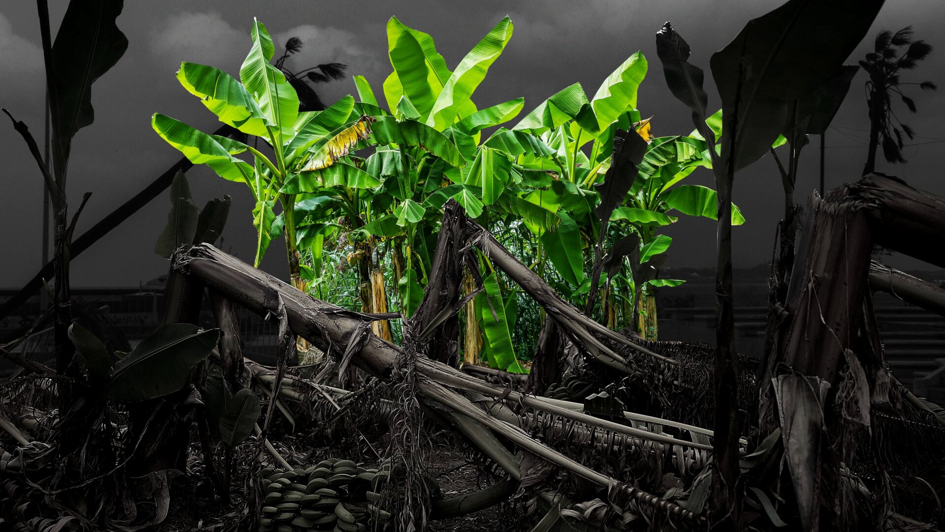 Graphic: Elena Scotti