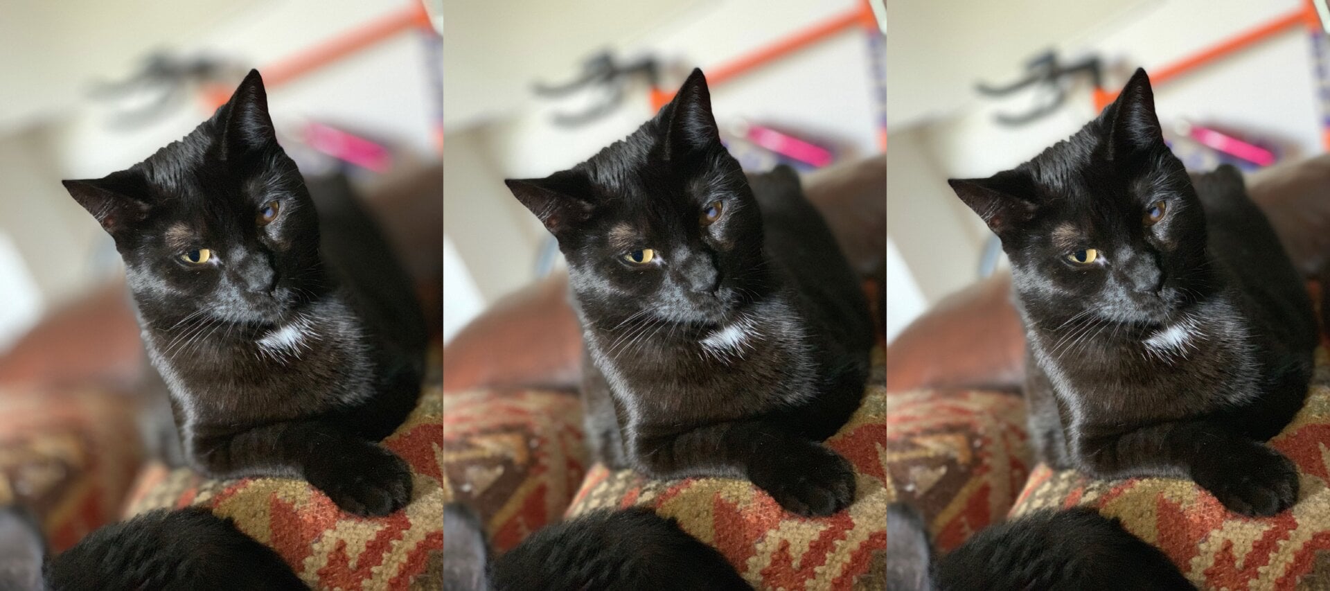 Adjusting the f-stop allows you to save portrait images that might otherwise be too aggressively blurred. From left to right: f-stop 1.4, f-stop 4, f-stop 5.6.