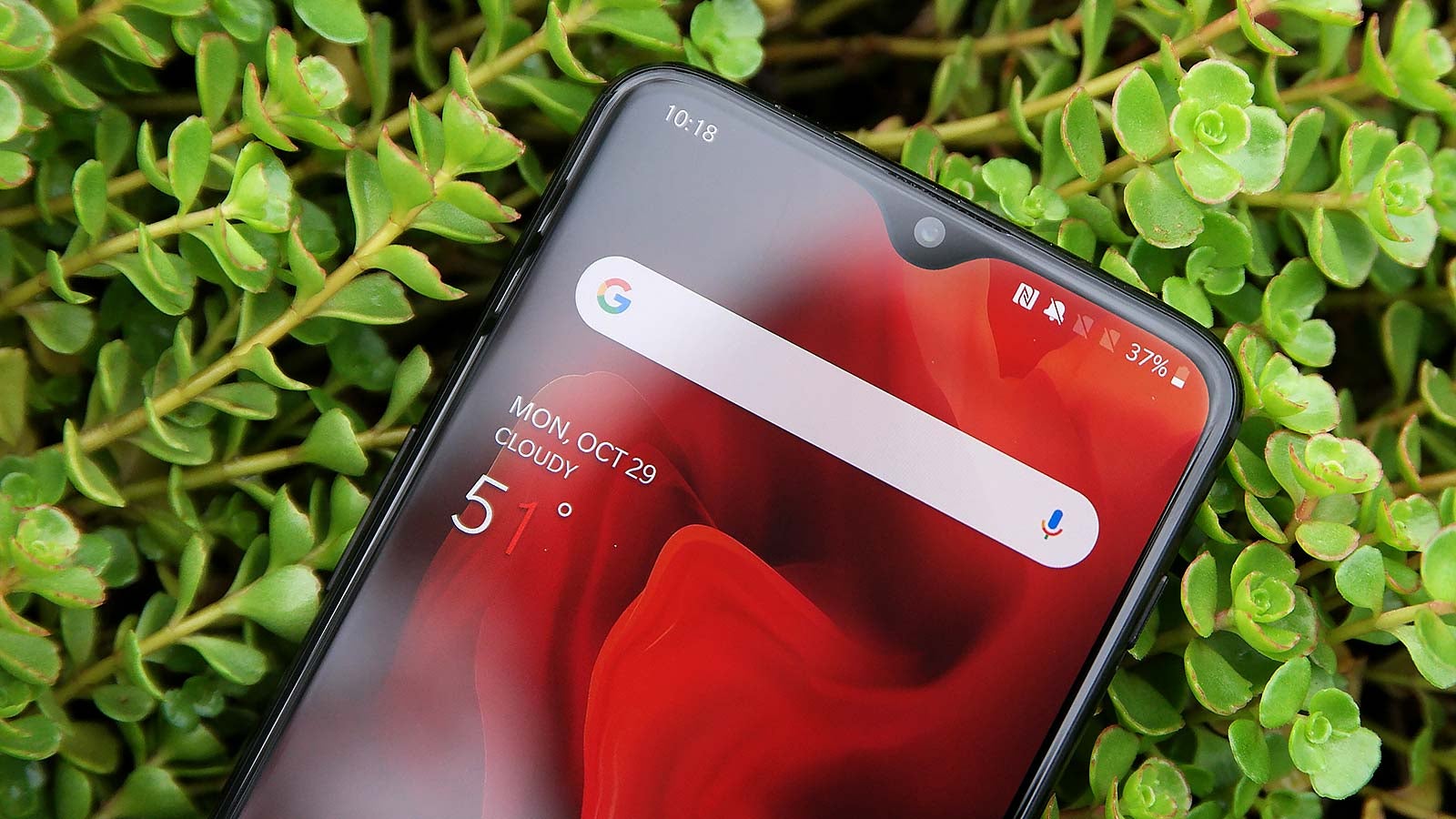 Another tender teardrop notch.