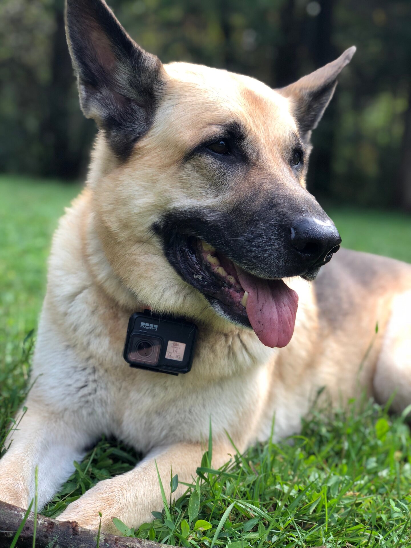 Saggio hates having his picture taken.