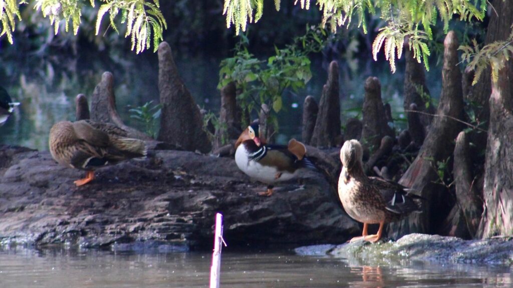 Photo: Ryan F. Mandelbaum