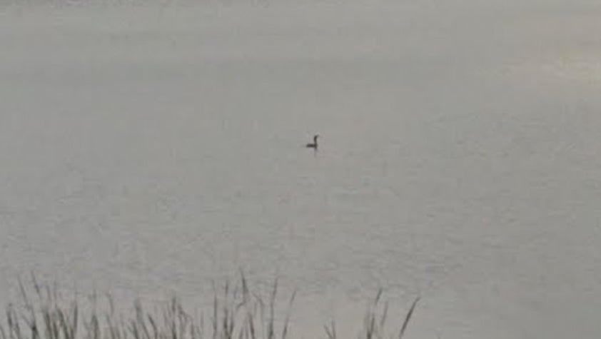 Screenshot: Ryan Mandelbaum