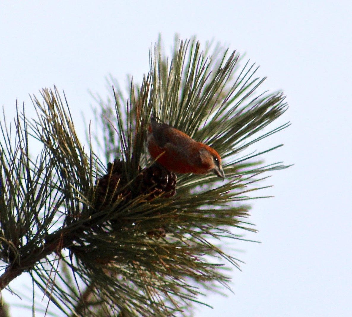 Photo: Ryan F. Mandelbaum