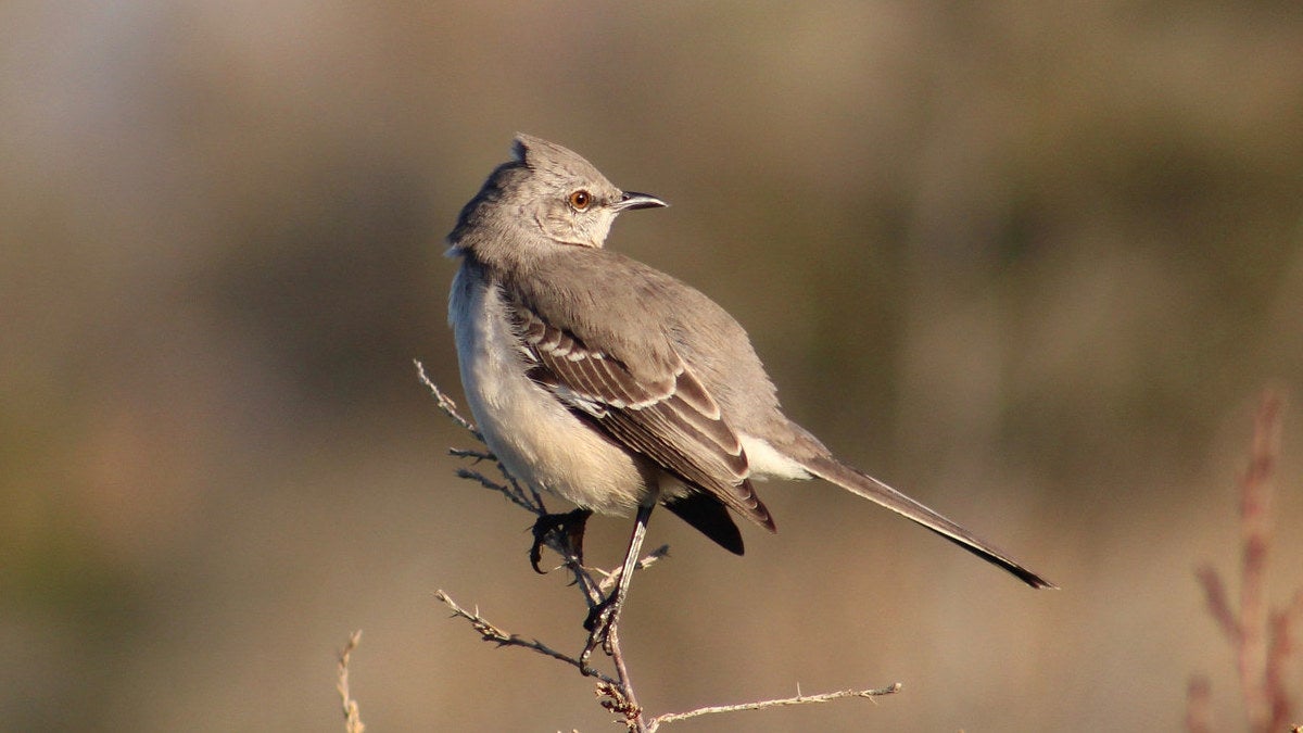 A northern mockingbird