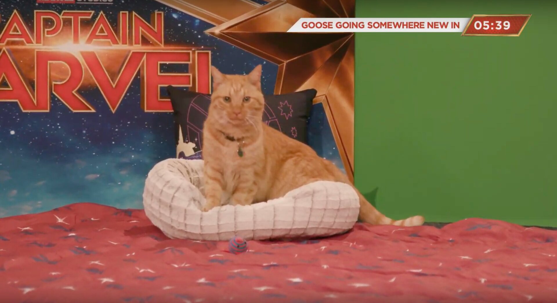 THE STAR OF CAPTAIN MARVEL.