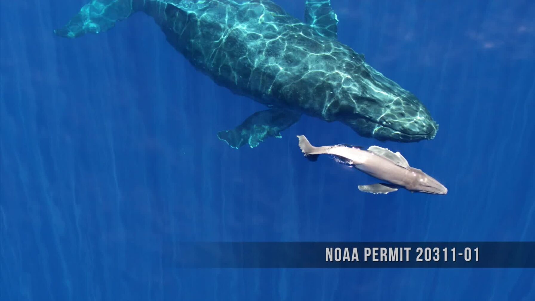 Rare Footage Shows a Humpback Whale Calf Just Minutes After Birth