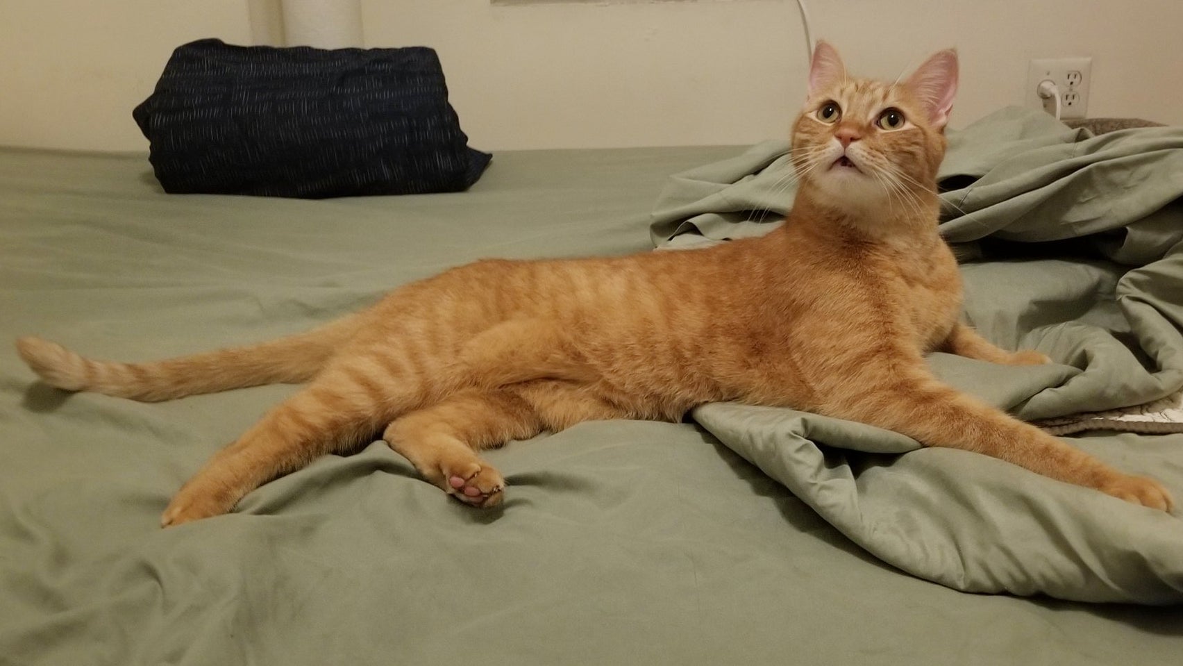 Socrates, one of many awesome ginger cats living with GMG employees.