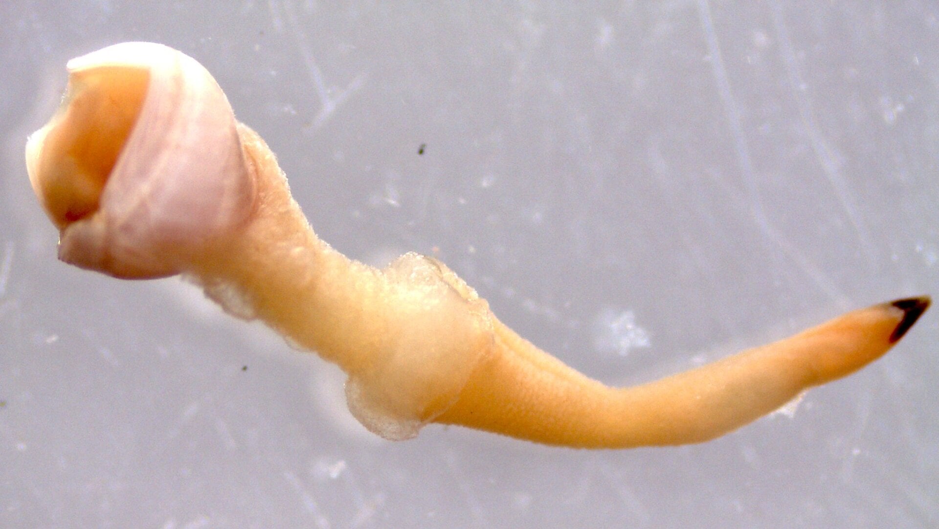 Spiniapex, a newly-described wood-boring clam, removed from its borehole