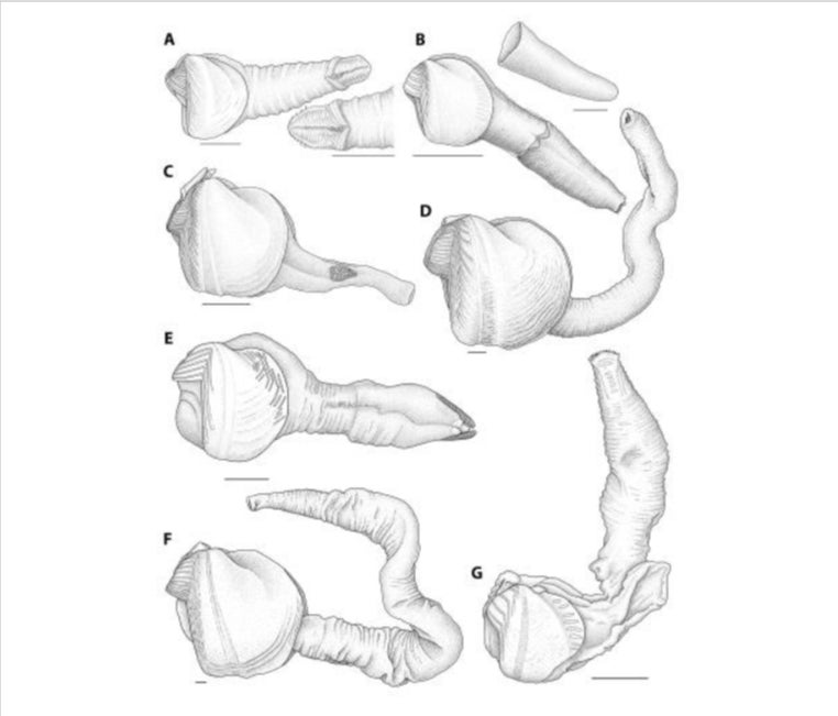 Illustration: Lisa Kanellos / Field Museum