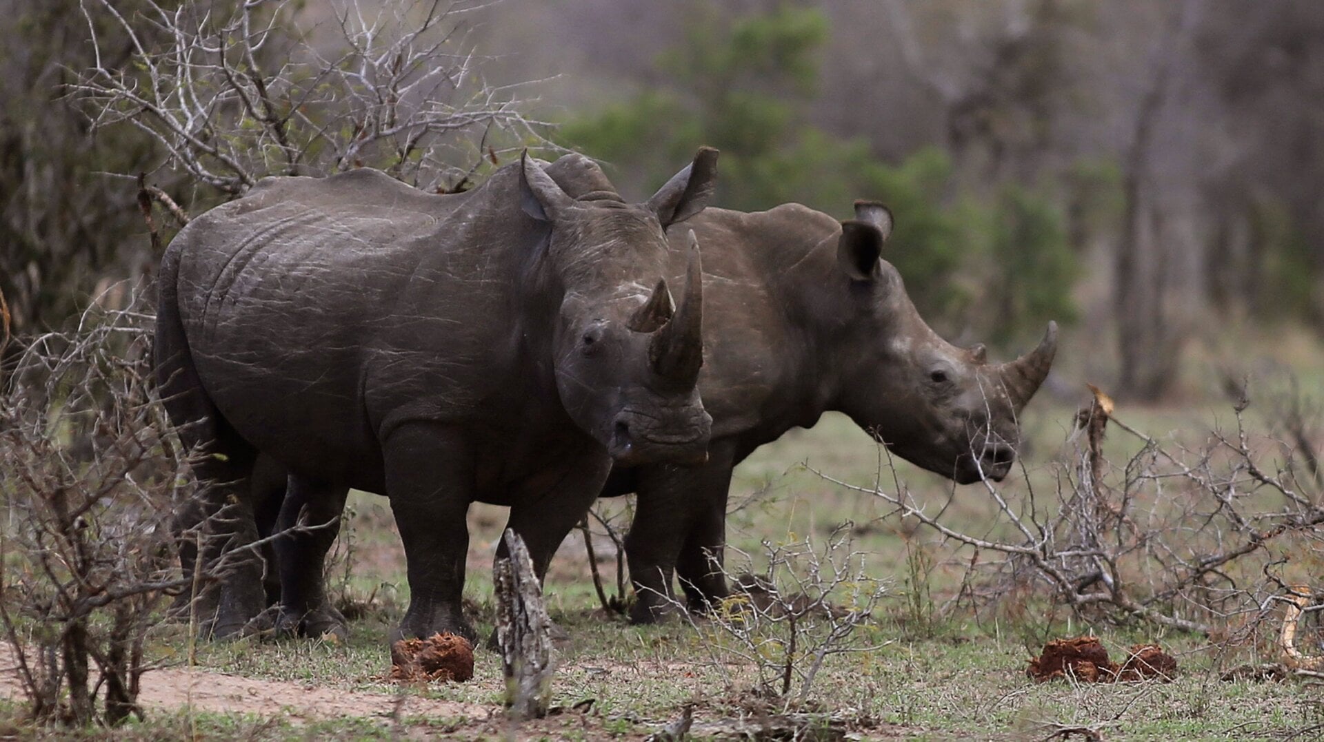 Rhinos grazing on the edge of Kruger National Park, 2016.
