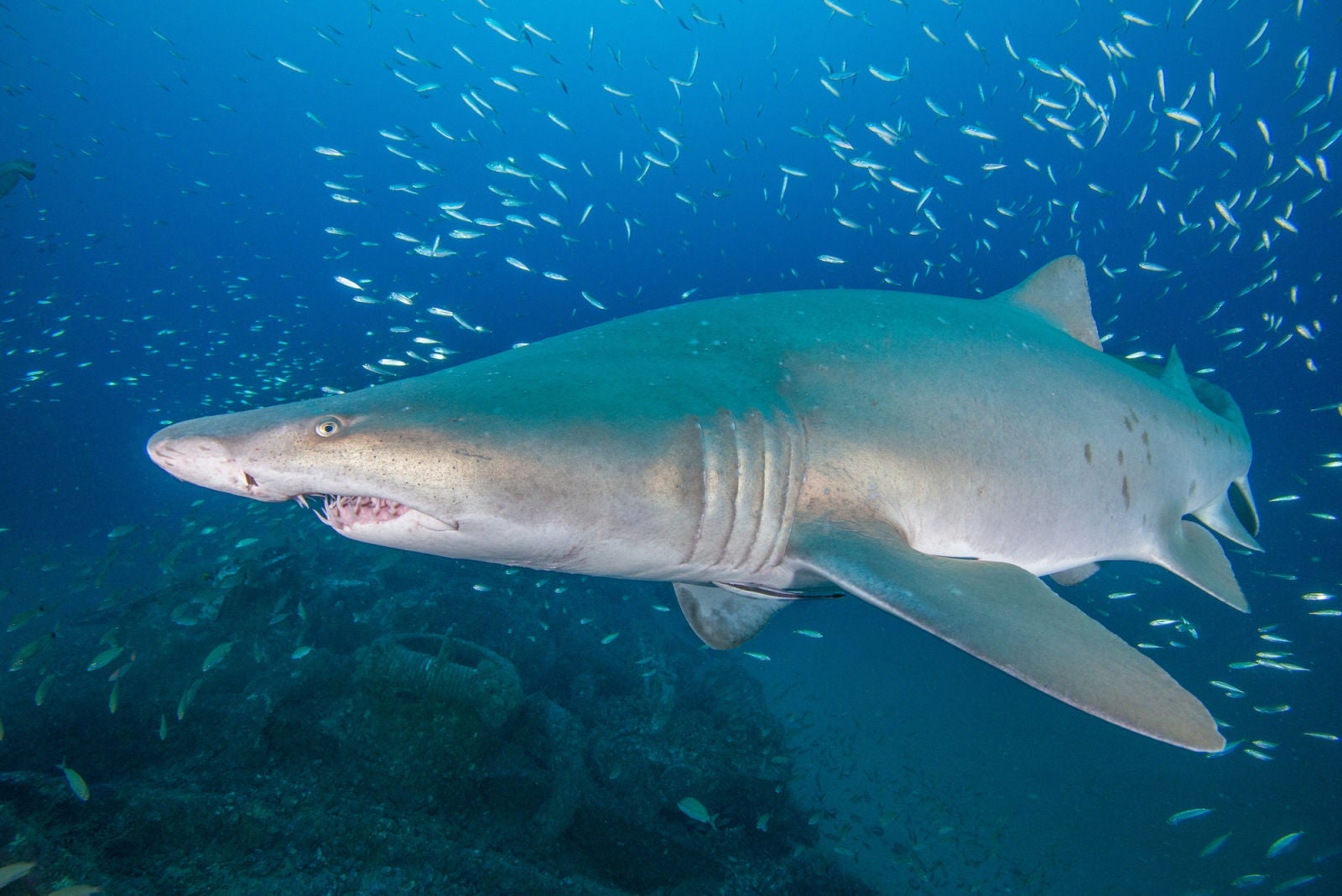 Photo:  J. McCord / CSI.