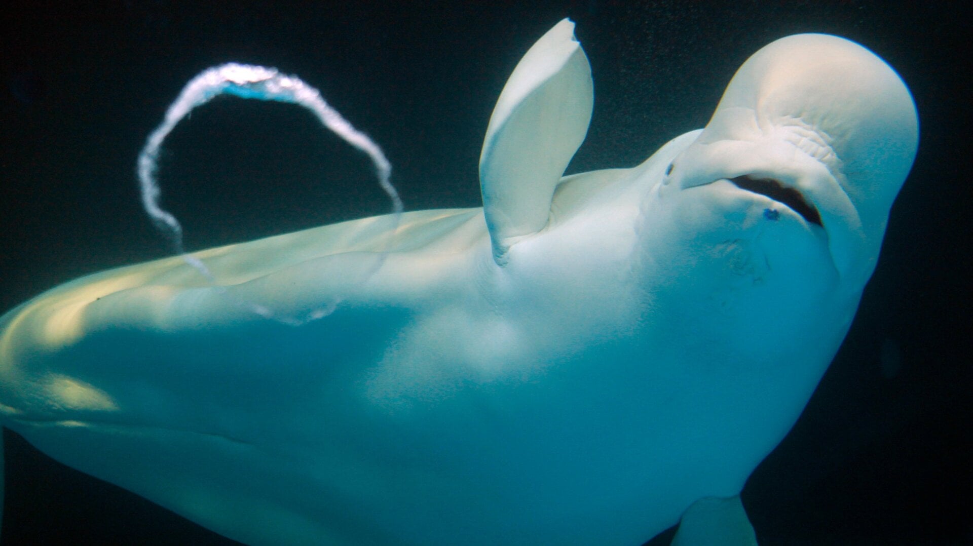 No beluga whale deserves to live behind glass. :(