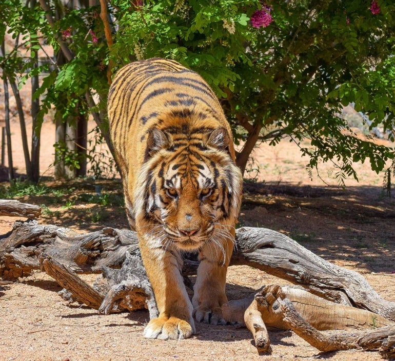 Screenshot: Keepers of the Wild