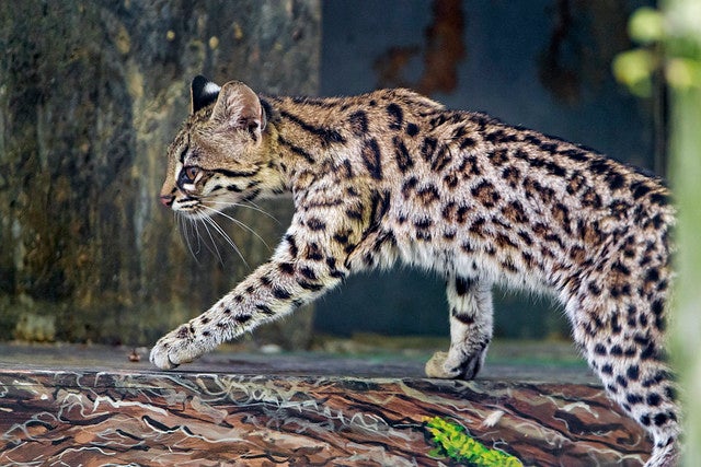 Photo: Tambako The Jaguar