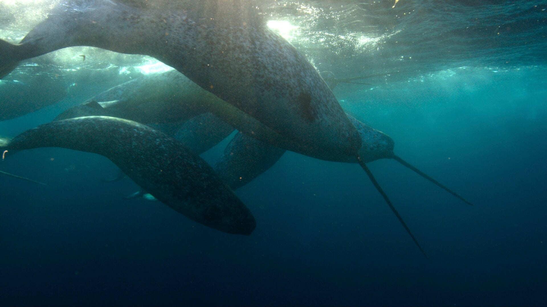 Photo: Doug Anderson/Netflix/Silverback