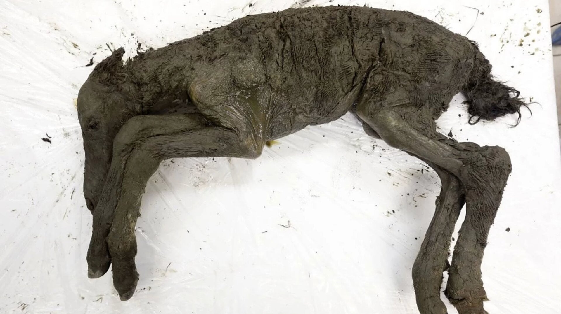 The remains of the 42,000-year-old foal.