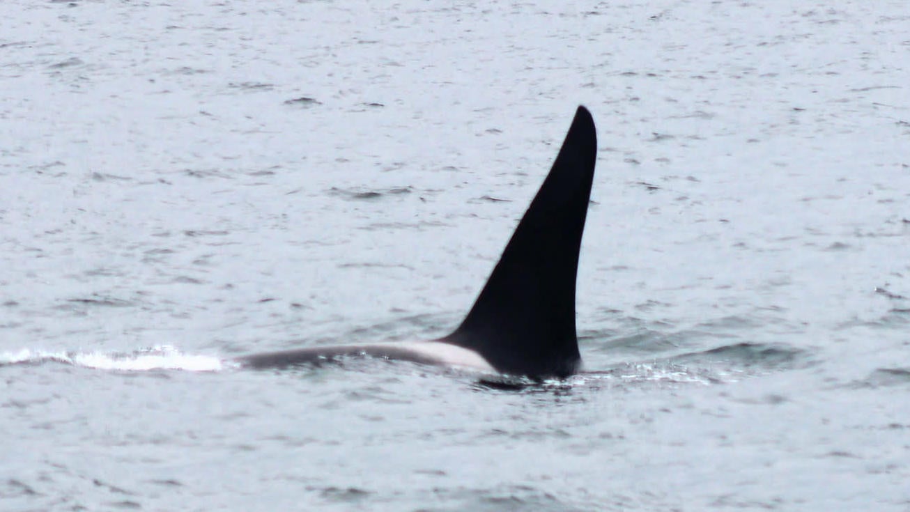 Terror incarnate: an orca’s dorsal fin.