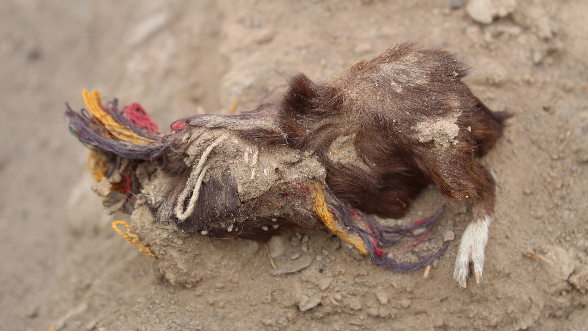 A sacrificed guinea pig found at Tambo Viejo. Arid conditions  contributed to the exquisite preservation of the remains, dated to 400 years ago.