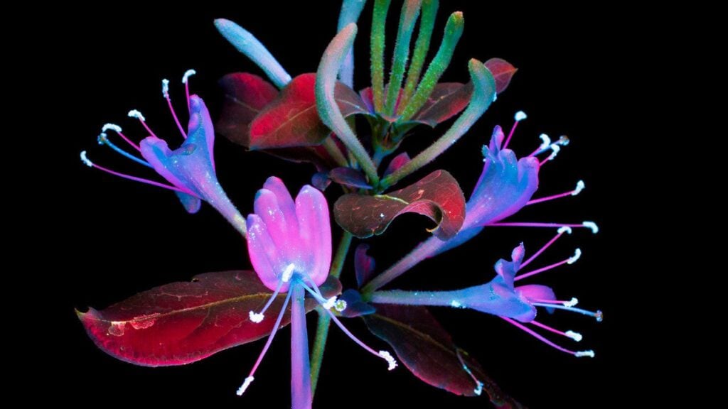 Photo: Craig Burrows