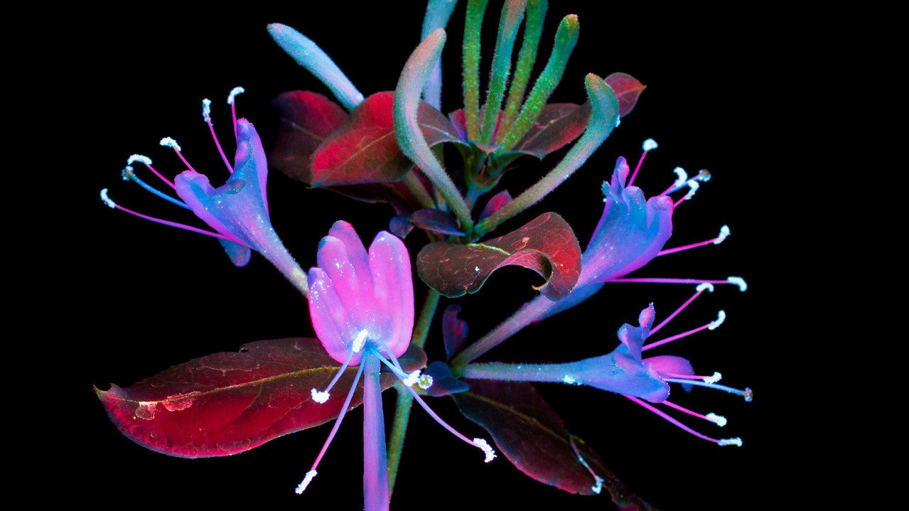Honeysuckles experiencing ultraviolet-induced fluorescence.