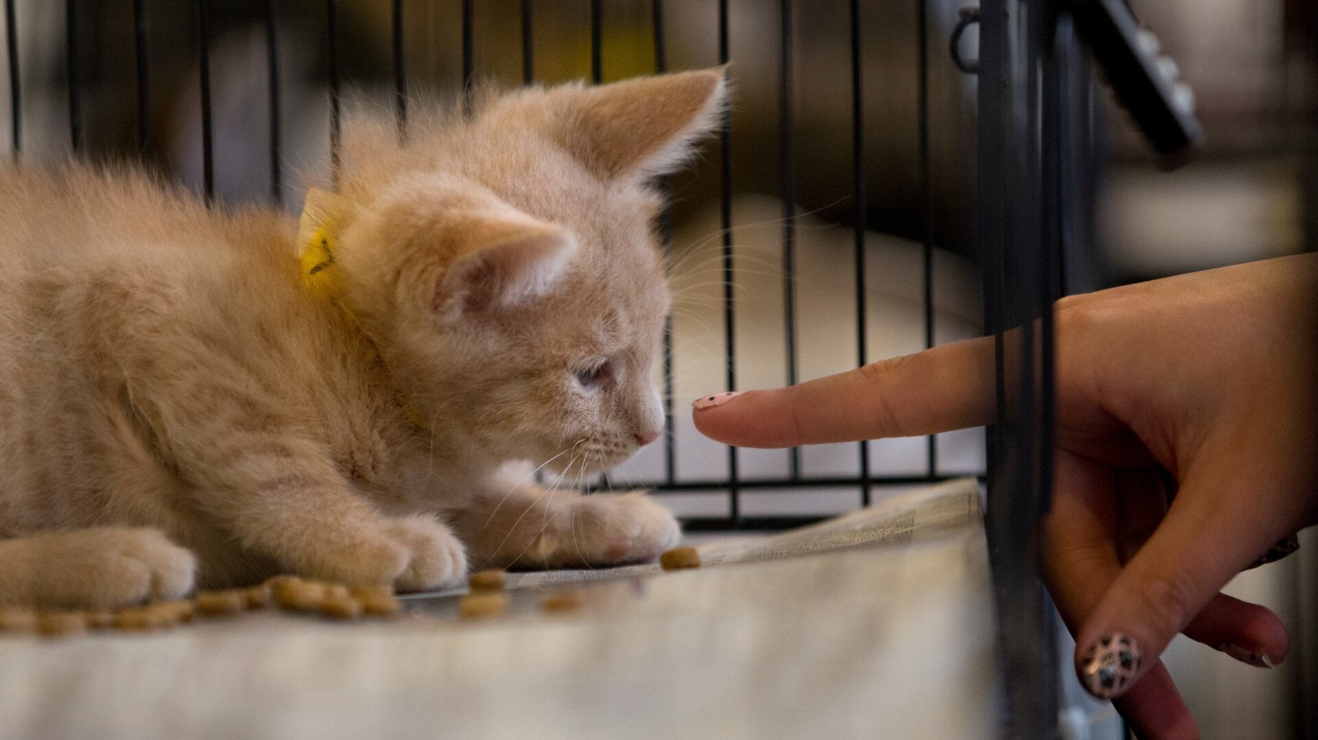 A kitten for adoption interacts with an attendee at the CatConLA in Los Angeles in 2015.