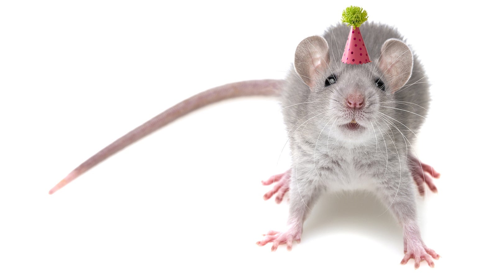 A mouse feeling ready to party, presumably because it has been dosed with MDMA.