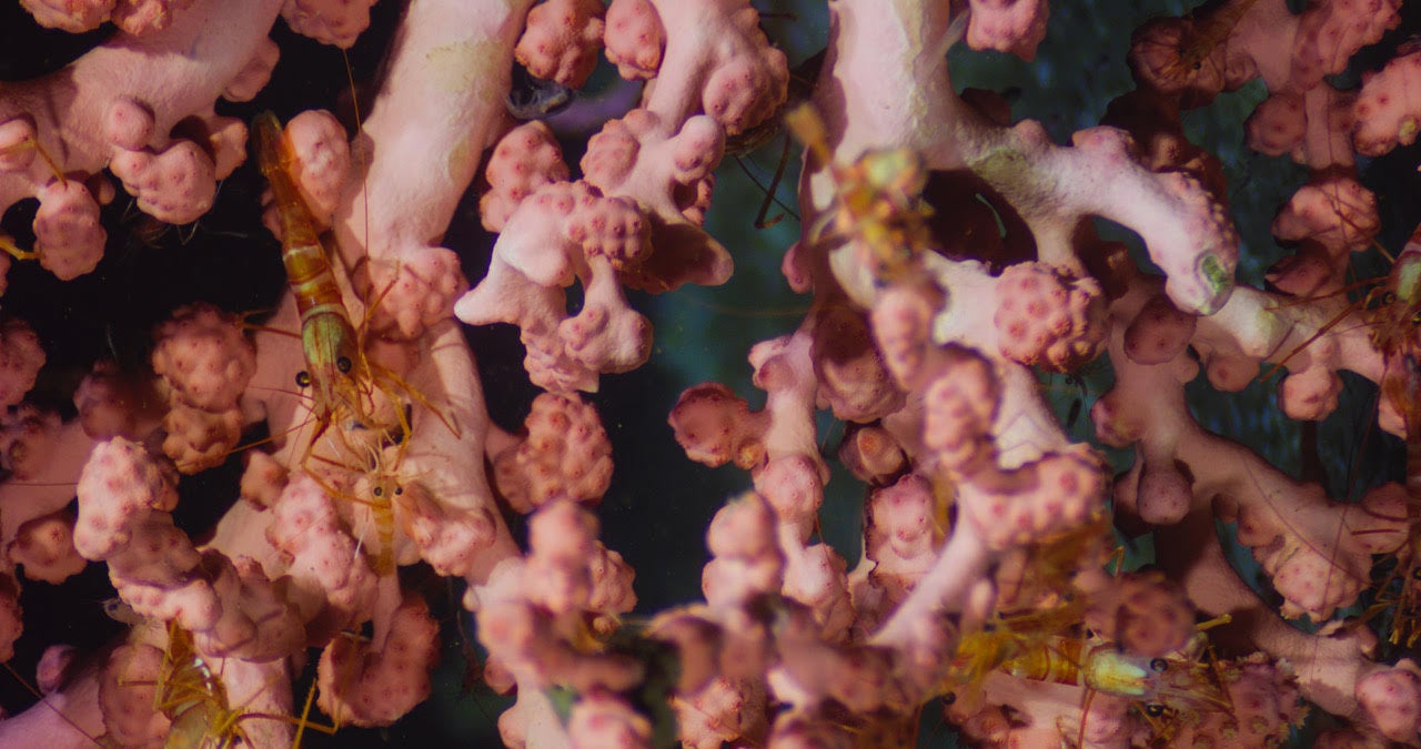 Photo: L. Lamar, National Geographic