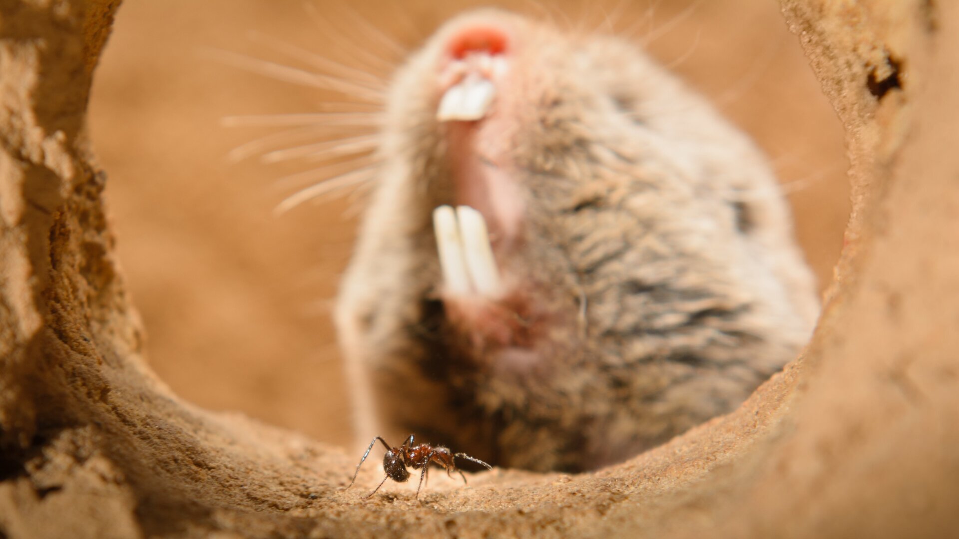 Pain insensitivity allows highveld mole-rats to live alongside venomous Natal droptail ants.