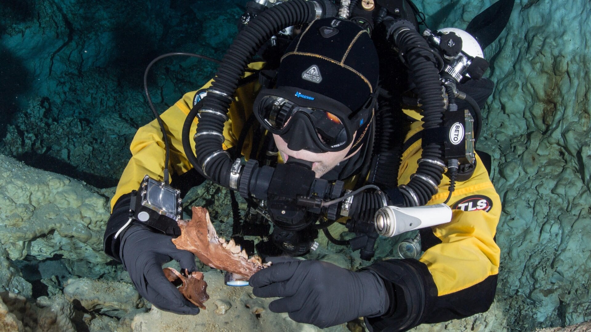 Diver holding jaw and vertebra of Protocyon, a wolf-like creature.