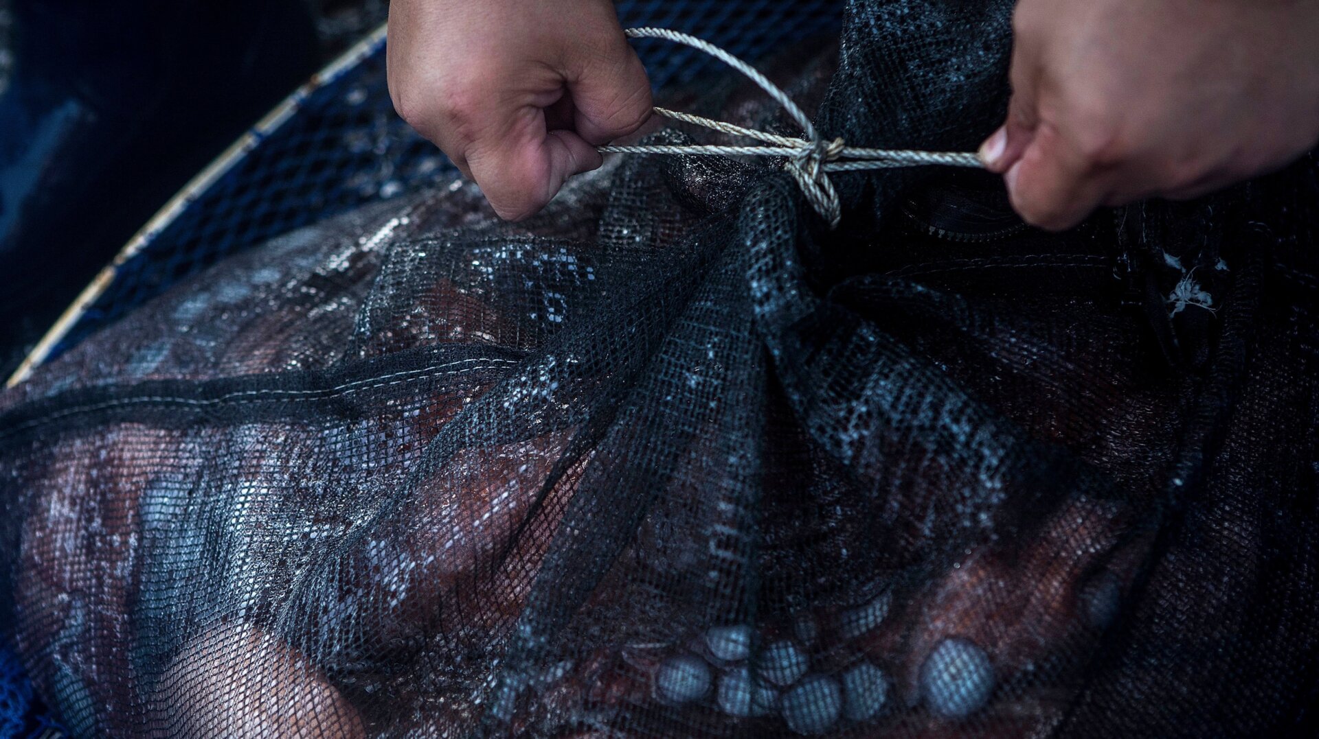 So this is a wild octopus being caught. Still sad. Sigh.