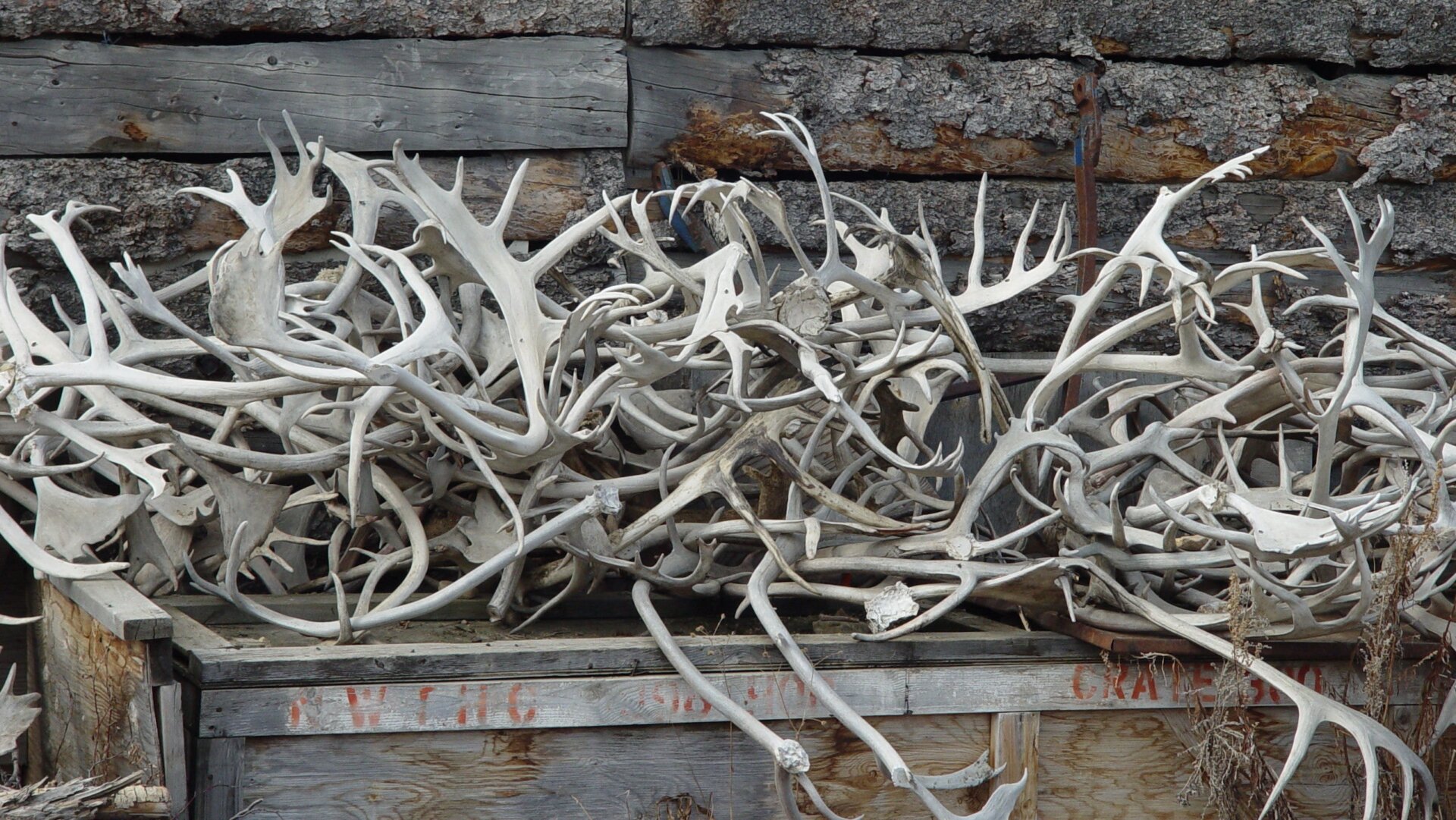 In Old Crow, Yukon, the Gwichin rely on caribou for food and sustenance.