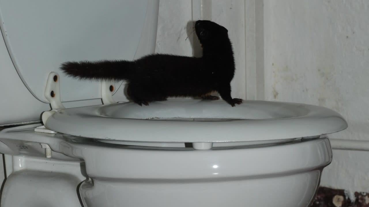 Toilet weasel