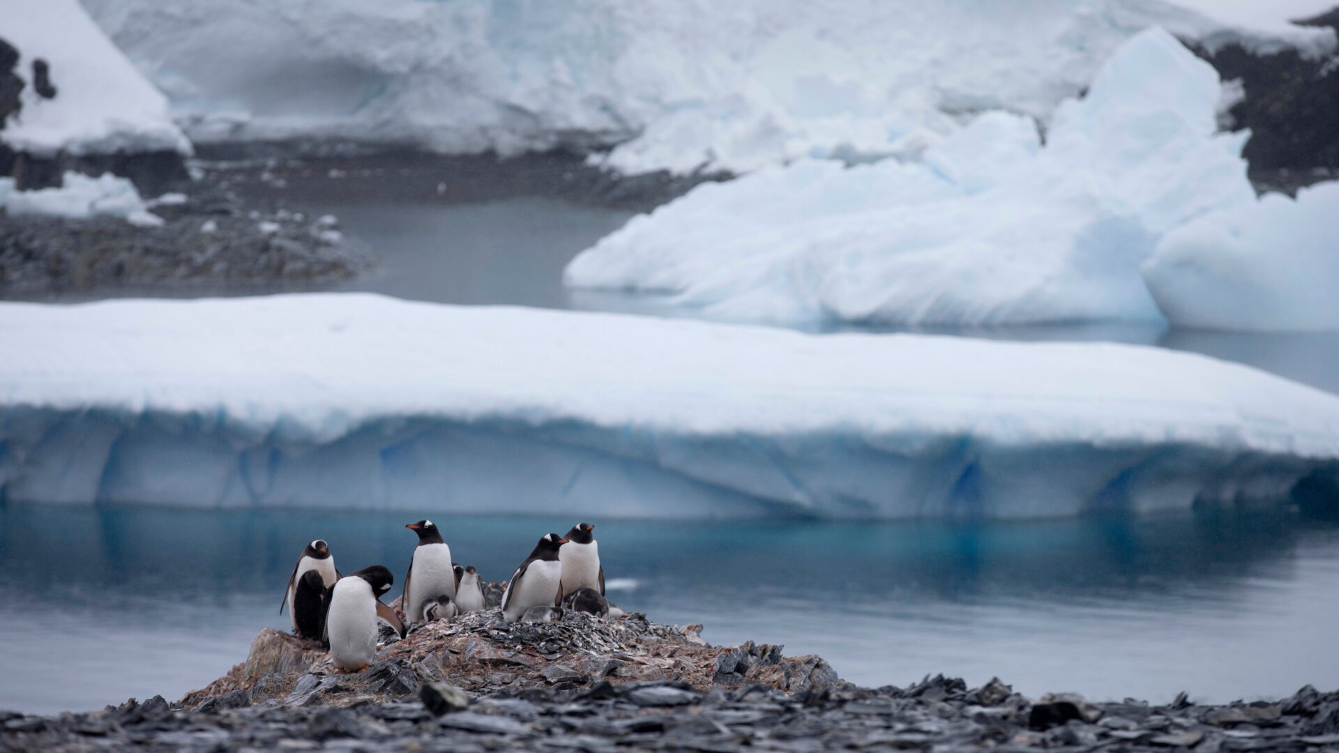 Gentoo penguins being super cool.