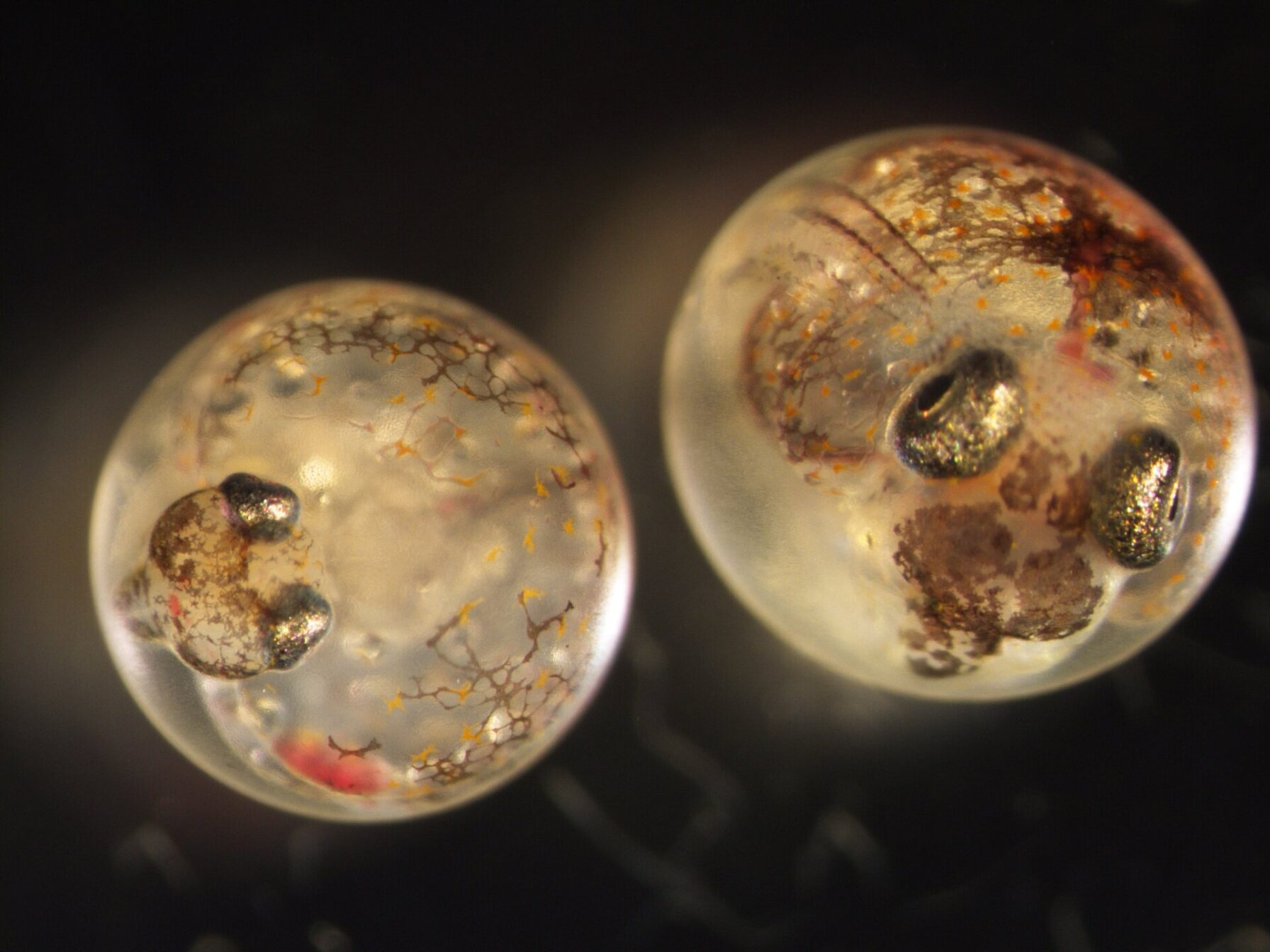 This Fish Has Evolved to Thrive in Intensely Polluted Water