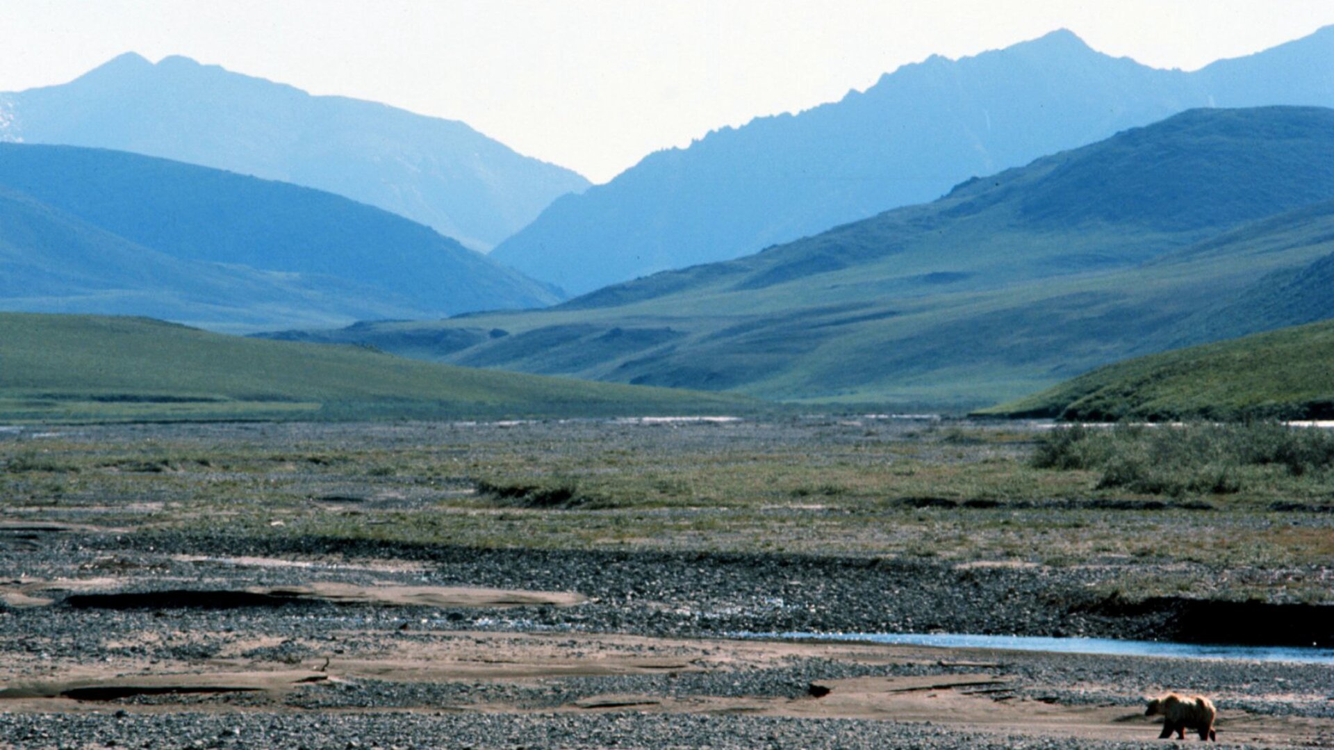 This grizzly is hanging out in the Arctic National Wildlife Refuge.