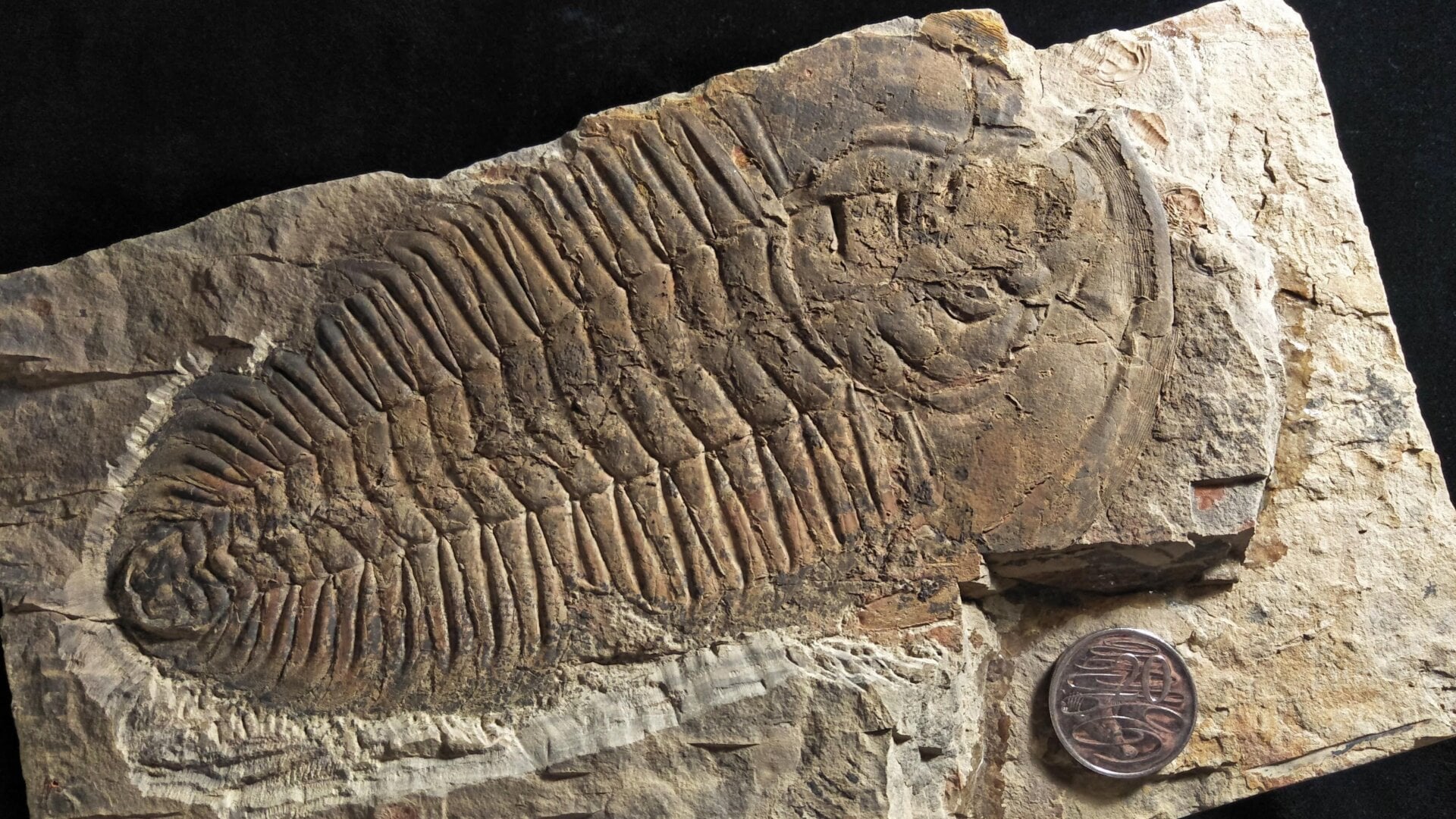 The R. rex fossil