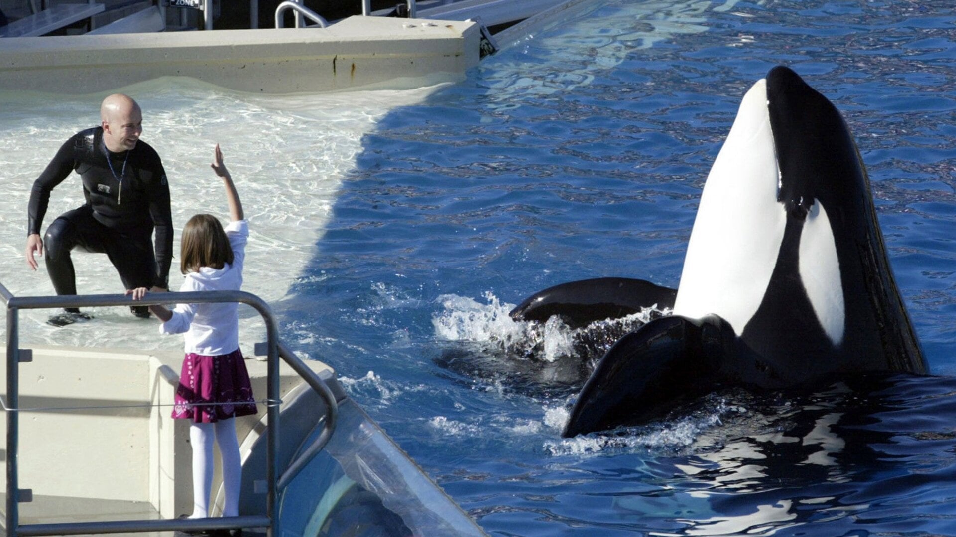 A SeaWorld show in San Diego.